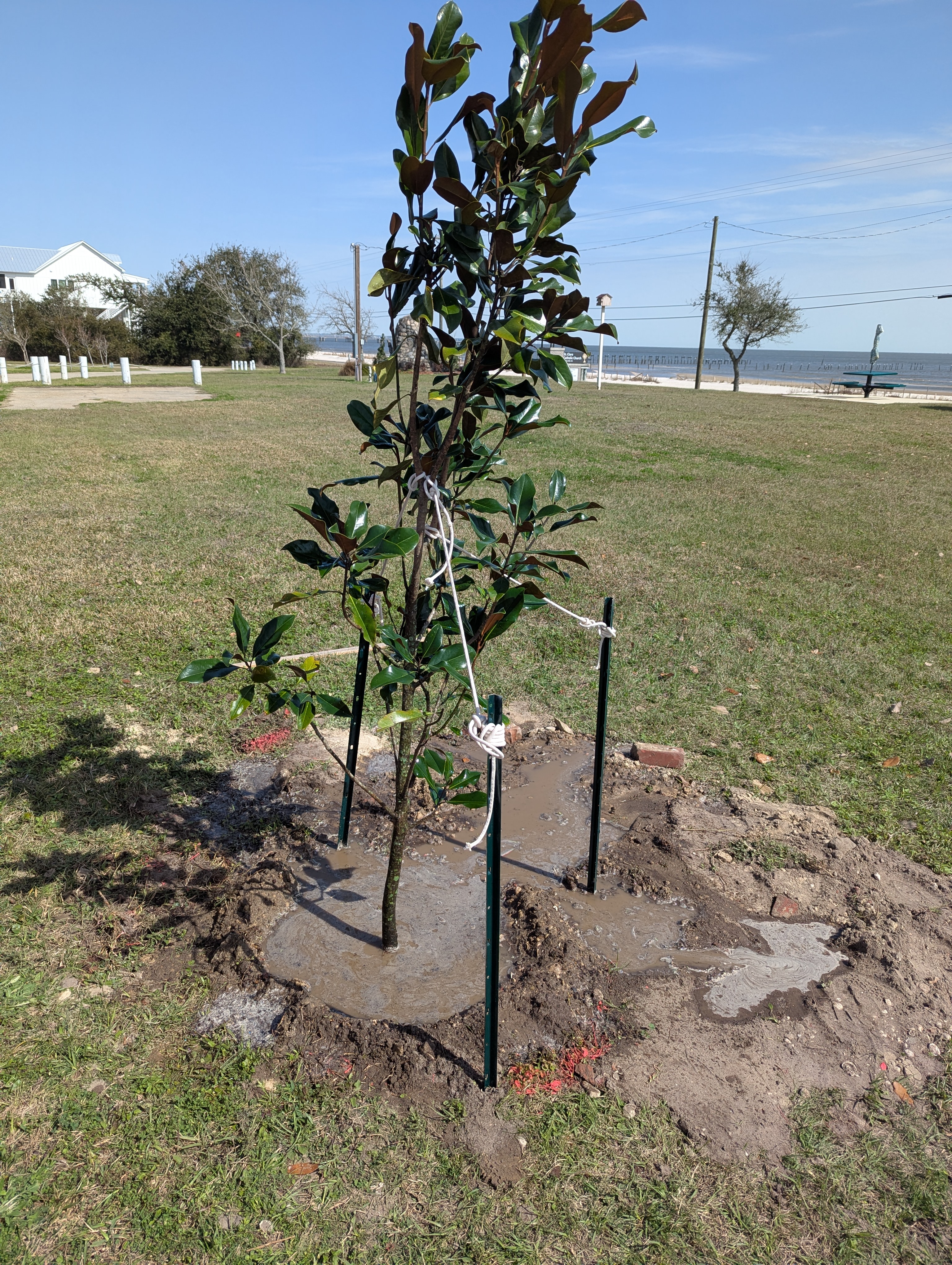 Arbor Day